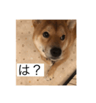 おちゃちゃ殿（個別スタンプ：4）