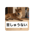 おちゃちゃ殿（個別スタンプ：6）