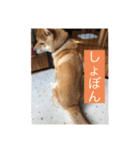 おちゃちゃ殿（個別スタンプ：7）
