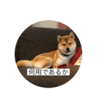 おちゃちゃ殿（個別スタンプ：9）