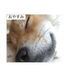 おちゃちゃ殿（個別スタンプ：11）