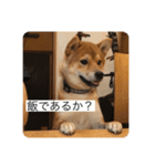 おちゃちゃ殿（個別スタンプ：12）