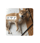 おちゃちゃ殿（個別スタンプ：14）