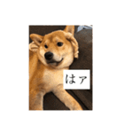 おちゃちゃ殿（個別スタンプ：15）