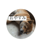 おちゃちゃ殿（個別スタンプ：16）