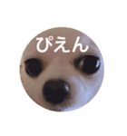じょんぷり（個別スタンプ：5）