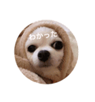 じょんぷり（個別スタンプ：6）