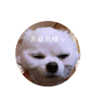 じょんぷり（個別スタンプ：19）