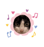 猫のるうちゃん（個別スタンプ：5）