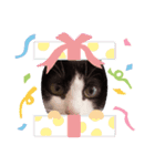 猫のるうちゃん（個別スタンプ：7）