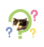 猫のるうちゃん（個別スタンプ：10）