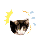 猫のるうちゃん（個別スタンプ：11）