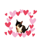 猫のるうちゃん（個別スタンプ：12）