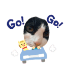 猫のるうちゃん（個別スタンプ：16）