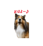 シェルティ のリックスタンプ（個別スタンプ：1）