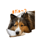 シェルティ のリックスタンプ（個別スタンプ：5）