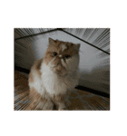 エキゾチックロングヘアーの日常（個別スタンプ：1）