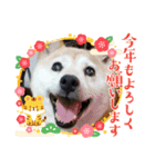 みんなと一緒15（個別スタンプ：11）