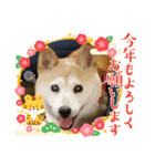 みんなと一緒15（個別スタンプ：15）