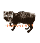 ちょこぴ 3（個別スタンプ：1）