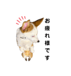 コーギーのノアちゃん（個別スタンプ：7）