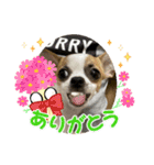 スムースチワワの吉平ちゃん（個別スタンプ：2）