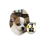 スムースチワワの吉平ちゃん（個別スタンプ：11）