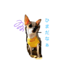 スムースチワワの吉平ちゃん（個別スタンプ：12）