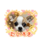 スムースチワワの吉平ちゃん（個別スタンプ：13）