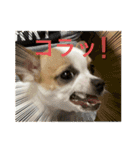 スムースチワワの吉平ちゃん（個別スタンプ：15）