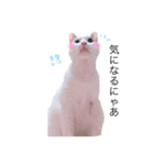 しろふわくろ（個別スタンプ：1）