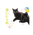しろふわくろ（個別スタンプ：12）