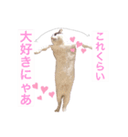 しろふわくろ（個別スタンプ：14）