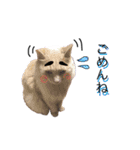 しろふわくろ（個別スタンプ：16）