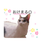 しろふわくろ（個別スタンプ：17）