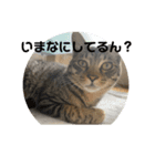 ちょこぴ 2（個別スタンプ：3）