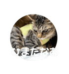 ちょこぴ 2（個別スタンプ：4）