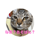 ちょこぴ 2（個別スタンプ：5）
