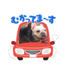 フレブル おはぎ＆きなこ年末年始（個別スタンプ：3）