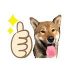 【人気】四国犬 たろくん Japanese dog（個別スタンプ：7）