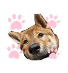 【人気】四国犬 たろくん Japanese dog（個別スタンプ：11）