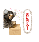 コモンマーモセット  らむね君3（個別スタンプ：1）