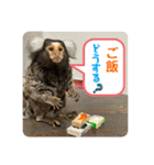 コモンマーモセット  らむね君3（個別スタンプ：4）