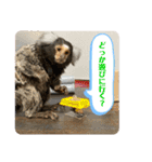 コモンマーモセット  らむね君3（個別スタンプ：7）