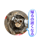 コモンマーモセット  らむね君3（個別スタンプ：8）