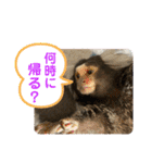 コモンマーモセット  らむね君3（個別スタンプ：9）