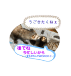 コモンマーモセット  らむね君3（個別スタンプ：13）