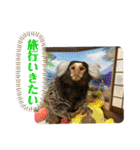 コモンマーモセット  らむね君3（個別スタンプ：21）