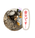 コモンマーモセット  らむね君3（個別スタンプ：22）