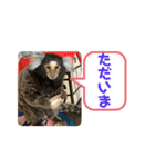 コモンマーモセット  らむね君3（個別スタンプ：23）